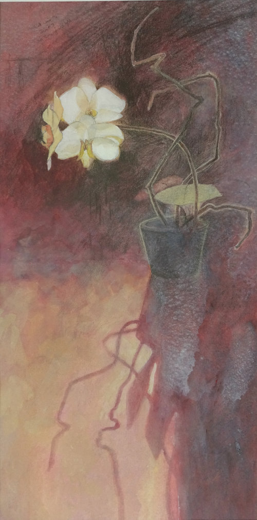 Backlit Orchid, Watercolour Still Life