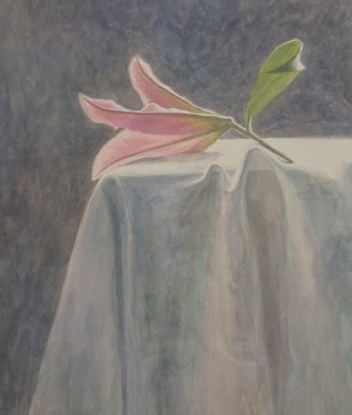 Lily in the Light, Watercolour Still Life